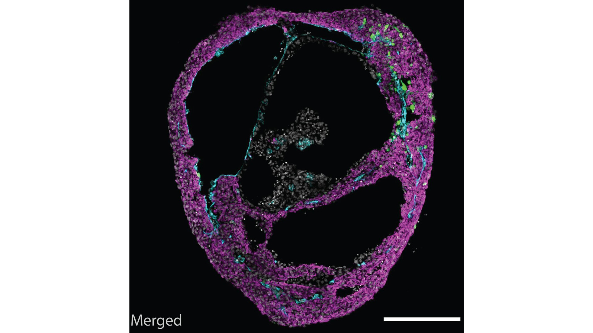 cardioids-heartbeat-heartbreak-and-recovery-in-a-dish-healthcare